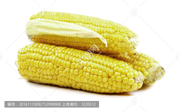 玉米穗軸孤立在白色背景