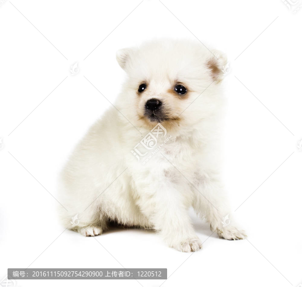 博美犬孤立在白色背景