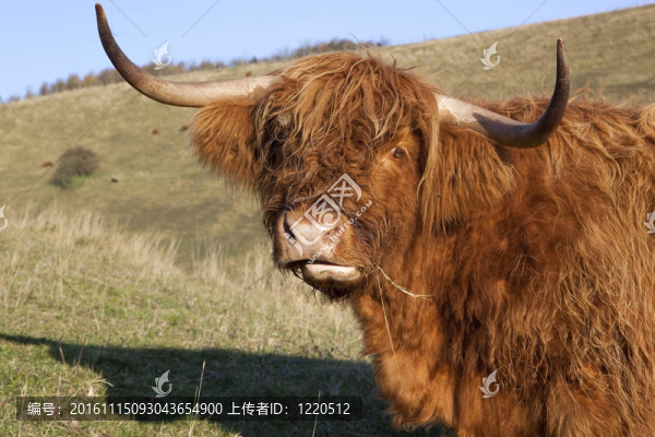 高地牛的肖像