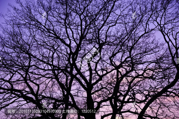 紫色的夕陽(yáng)。
