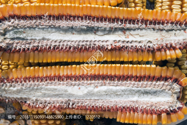 玉米節(jié)