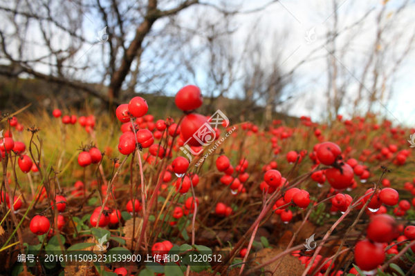 紅色的漿果