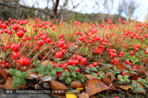 紅色的漿果