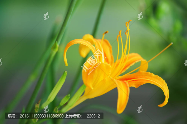 黃花菜-萱草