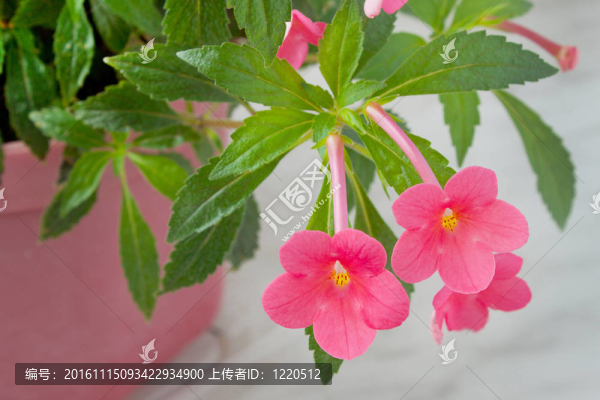 粉紅花家植物