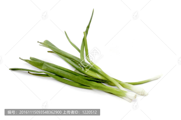 白色背景上的綠洋蔥