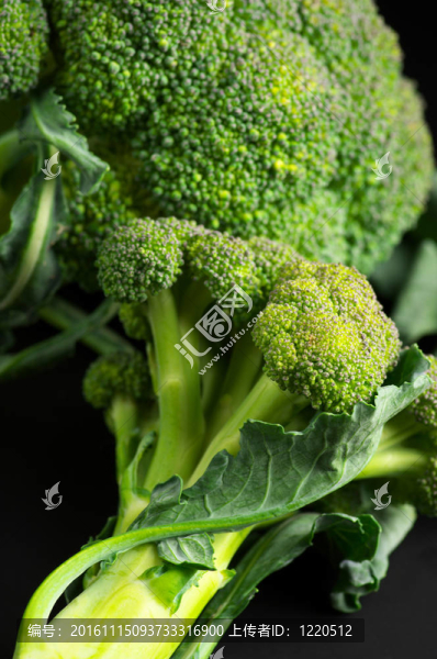 西蘭花特寫