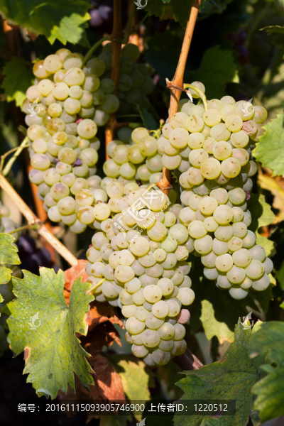 welschriesling-匯圖網(wǎng) www.fosd68.com welschriesling