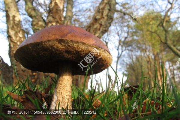 蘑菇在Woodland