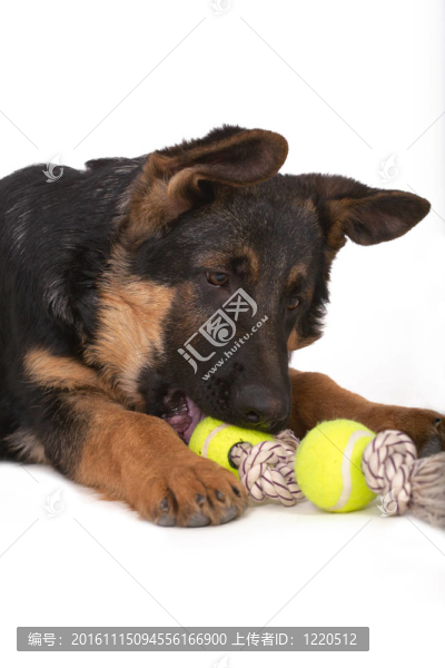 牧羊犬