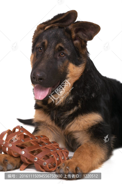 牧羊犬