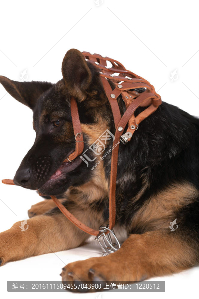 牧羊犬