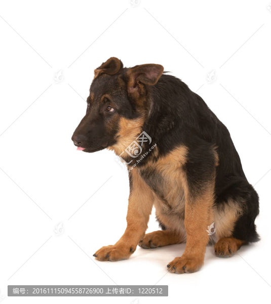 牧羊犬-匯圖網(wǎng) www.fosd68.com 牧羊犬