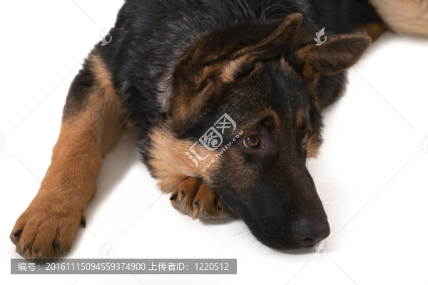 牧羊犬