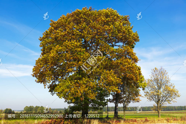 秋天的樹(shù)
