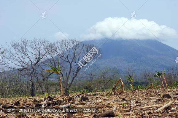 香蕉種植園和火山