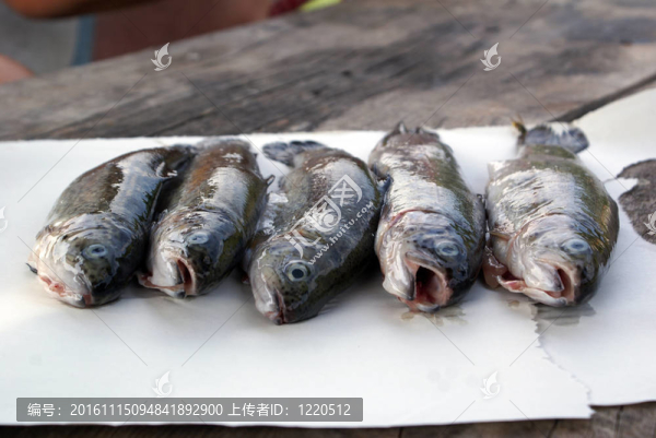 新鮮的魚(yú)