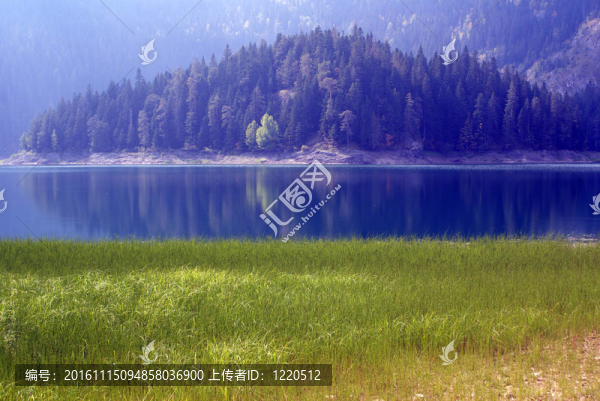 草；樹和湖