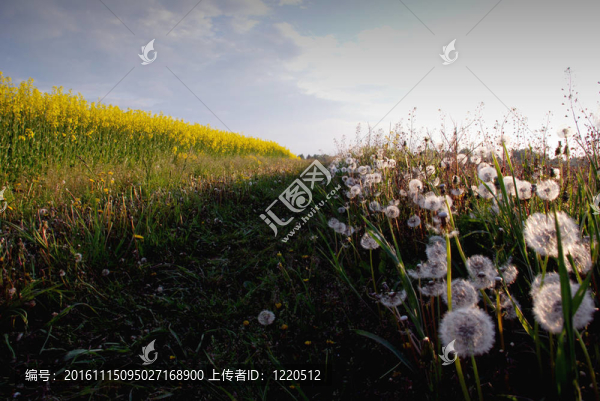 unflorated蒲公英和黃色的油菜田。