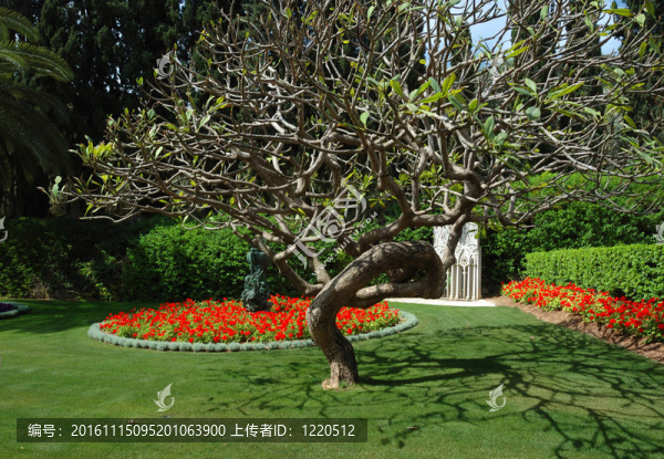 巴哈教的寺廟園林；海法；以色列