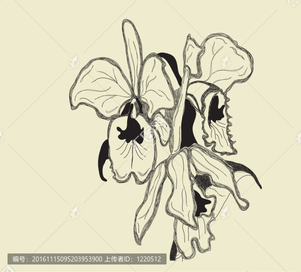 卡特蘭蘭花