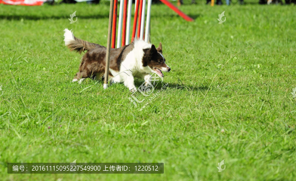 在邊境牧羊犬的敏捷性比賽