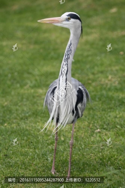 蒼鷺鳥