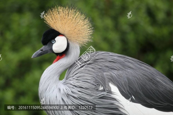 丹頂鶴的鳥(niǎo)-匯圖網(wǎng) www.fosd68.com 丹頂鶴的鳥(niǎo)