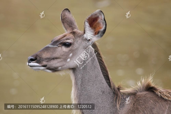 捻角羚羚羊女