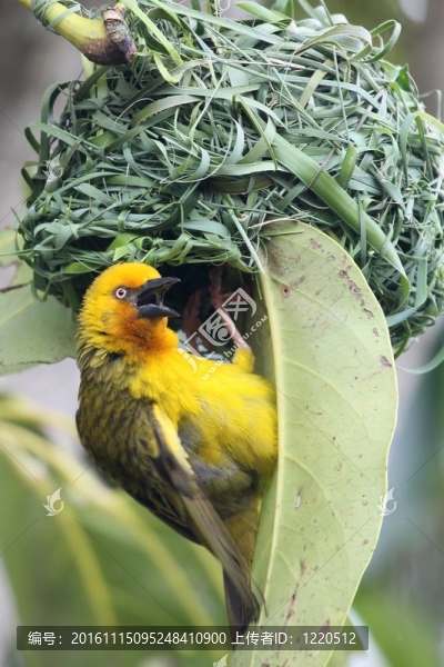 Weaver,Bird在巢