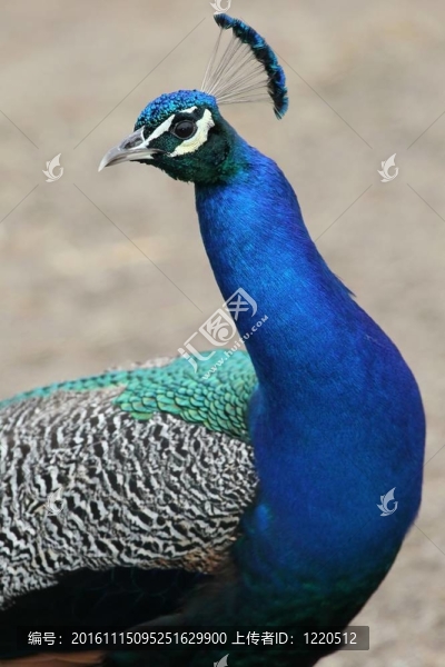 孔雀鳥