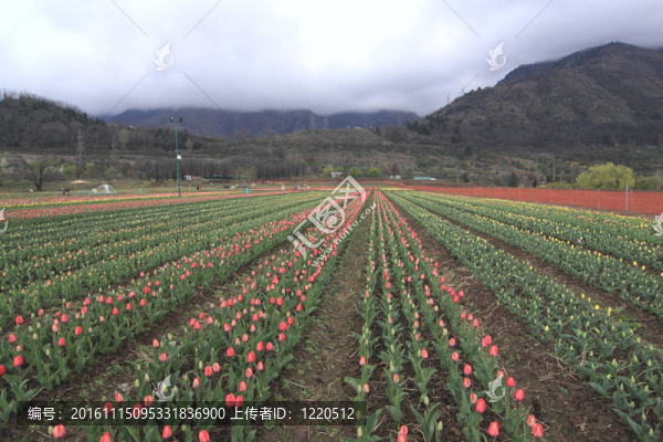 斯利那加；多彩的郁金香花園；在印度；喀什米爾。
