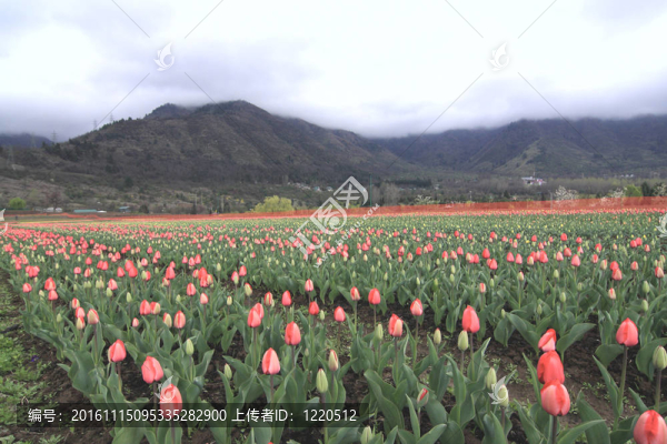 斯利那加；多彩的郁金香花園；在印度；喀什米爾。