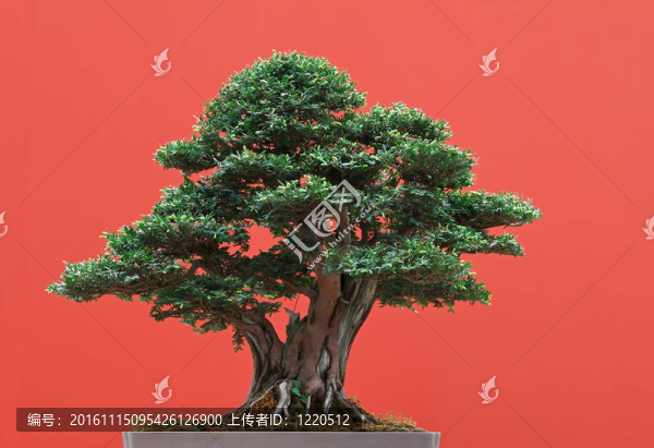 紅豆杉盆景-匯圖網(wǎng) www.fosd68.com 紅豆杉盆景