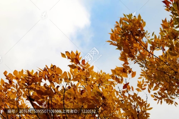 秋天的天空