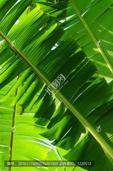 香蕉葉