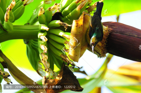 香蕉樹(shù)上的鳥(niǎo)