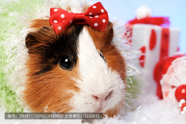 有趣的動物。幾內(nèi)亞豬圣誕肖像