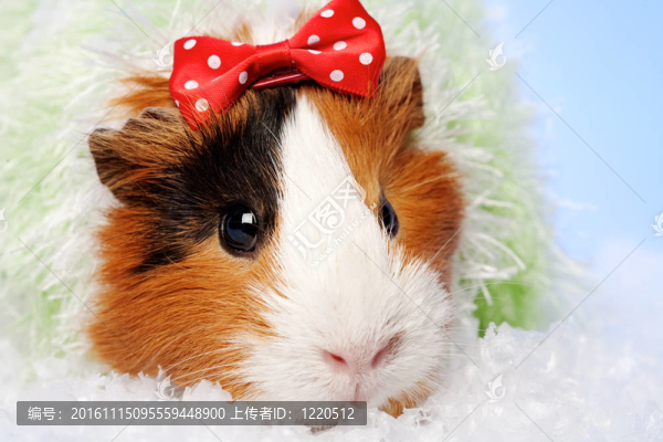 有趣的動物。幾內(nèi)亞豬圣誕肖像