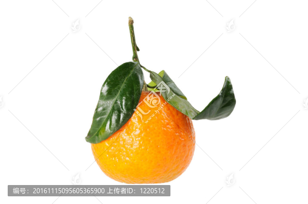 Tangerine夜店分公司。