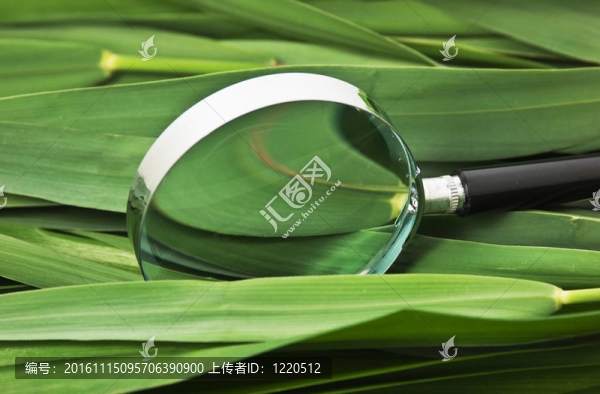 放大鏡在樹葉上的葉子