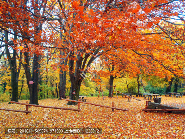 樹林里的操場(chǎng)