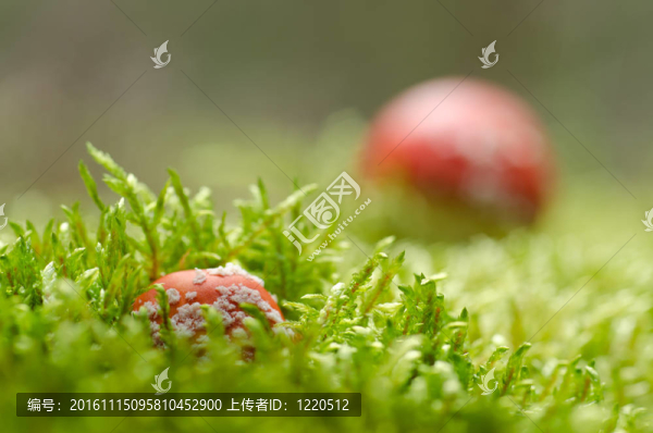 （毒蠅鵝膏毒蕈苔蘚）