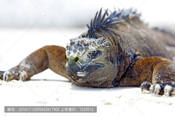 加拉帕戈斯海鬣蜥