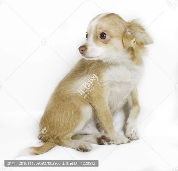 奇瓦瓦小狗白色背景
