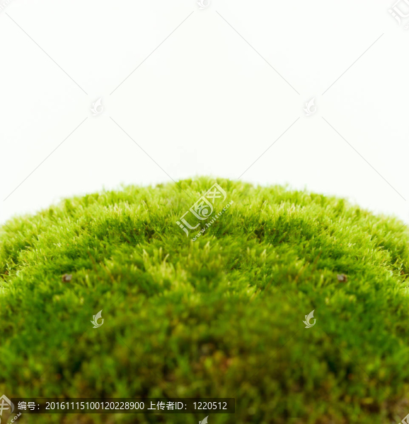 新鮮春綠色草