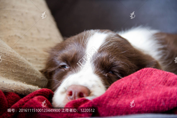 英國史賓格犬的小狗睡著了