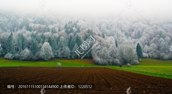 冰封的森林