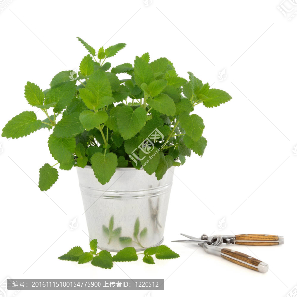 檸檬草與果樹(shù)