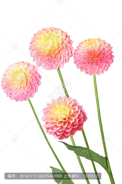 四粉紅色黃色大麗花